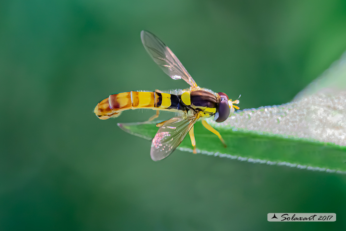 Syrphidae  -  Sphaerophoria scripta  -  (maschio)