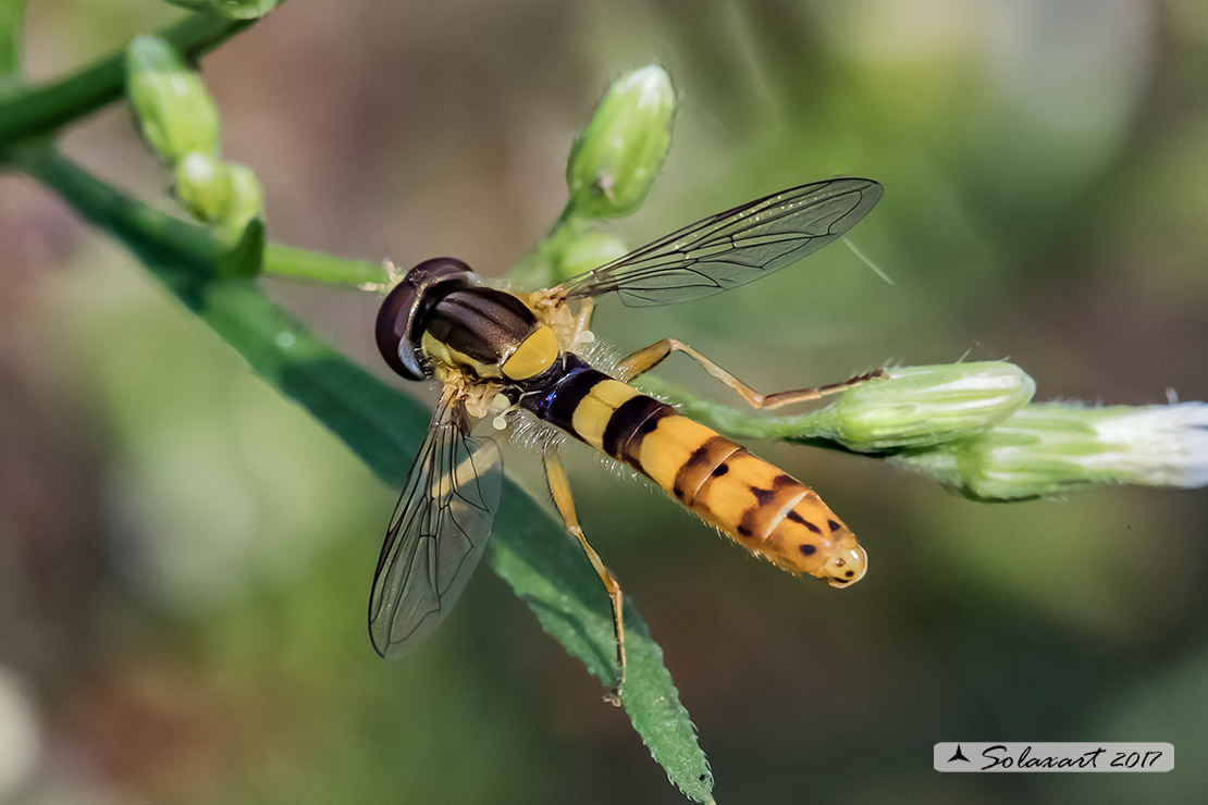 Syrphidae  -  Sphaerophoria scripta  -  (maschio)