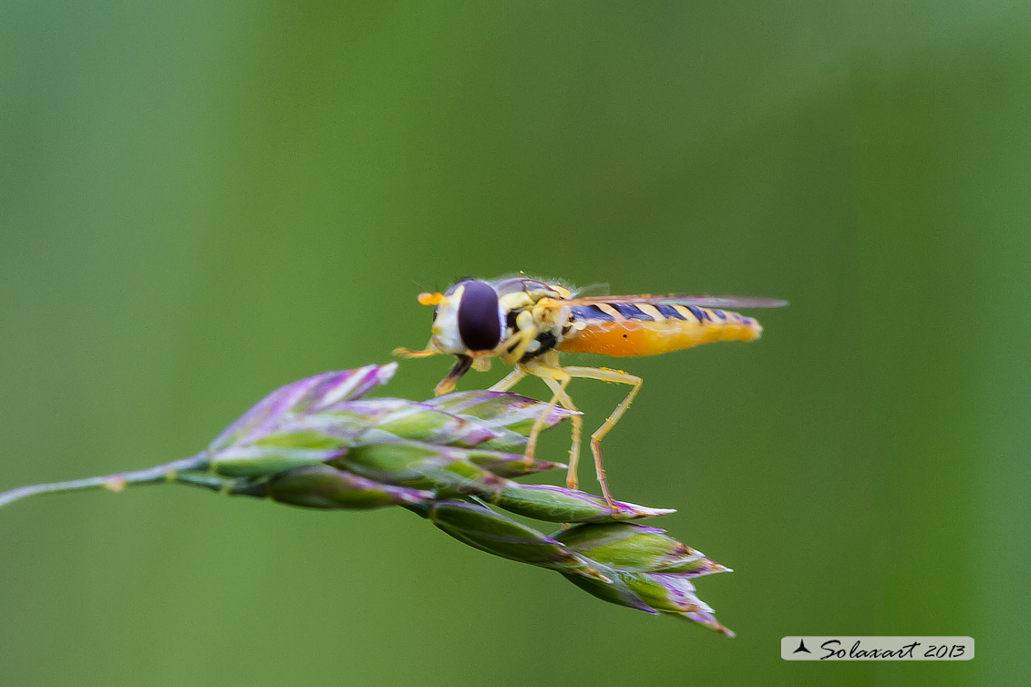 Syrphidae  -  Sphaerophoria scripta 