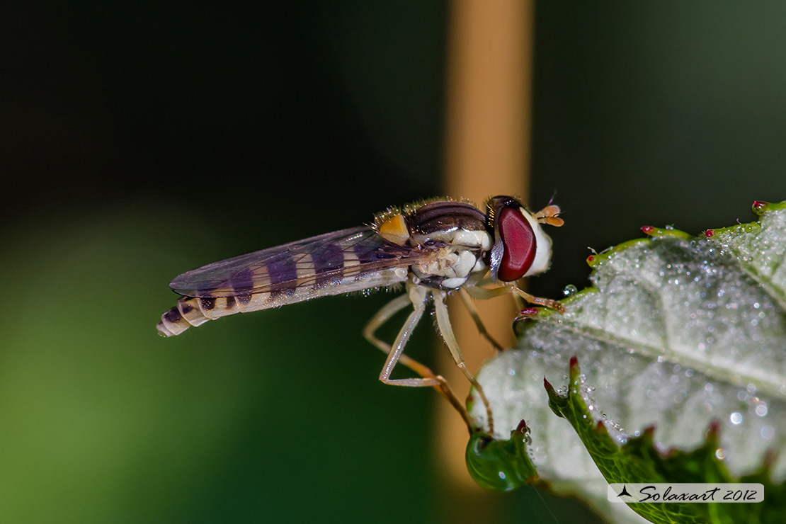 Syrphidae - Sphaerophoria scripta - (femmina)