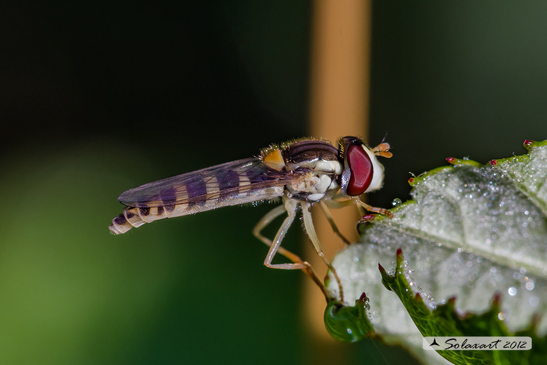 Syrphidae  -  Sphaerophoria scripta  -  (femmina)