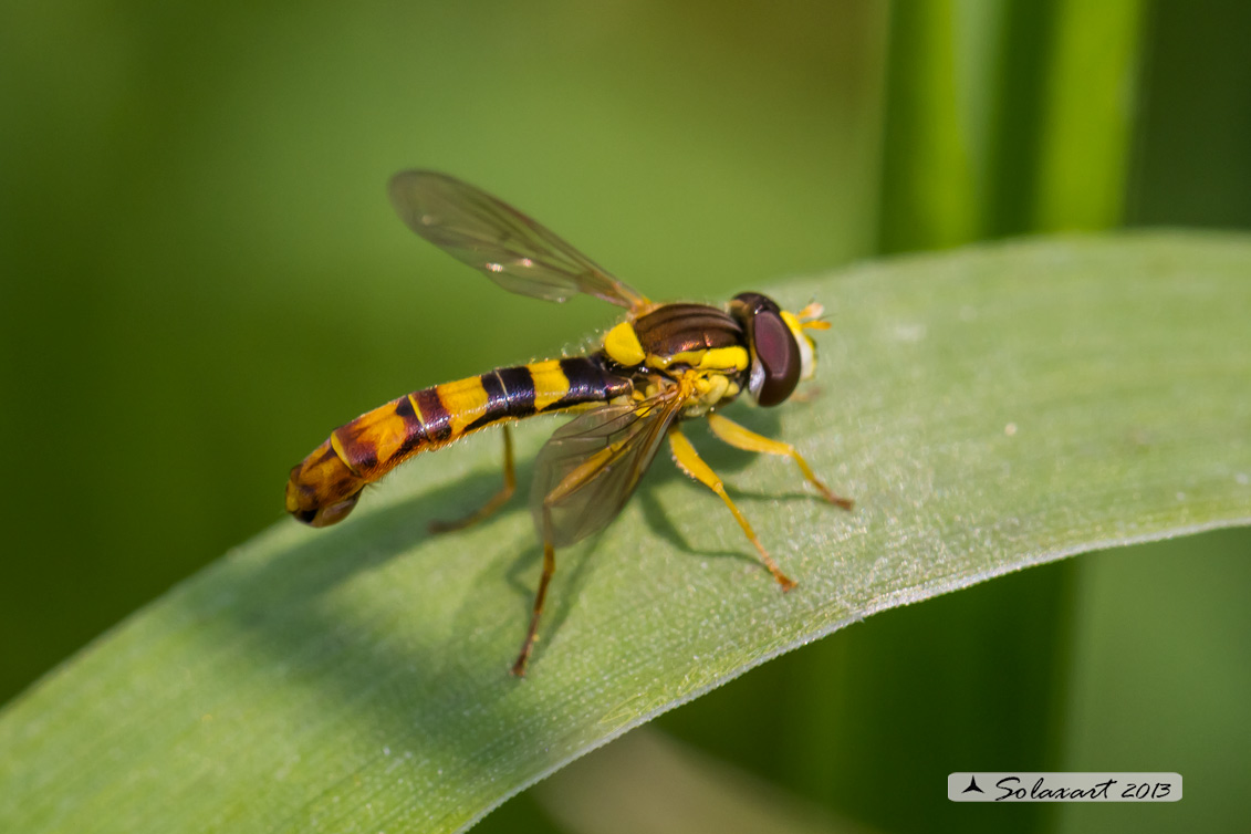 Syrphidae  -  Sphaerophoria scripta 