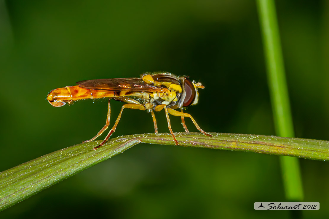 Syrphidae  -  Sphaerophoria scripta 