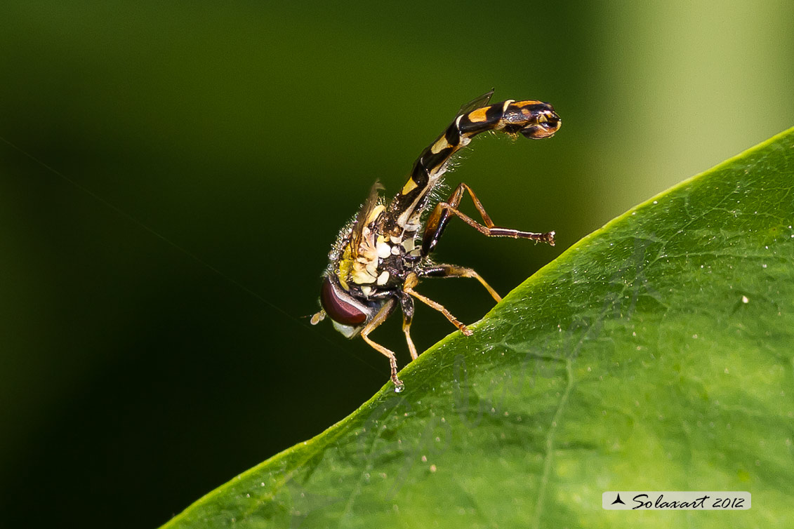 Syrphidae  -  Sphaerophoria scripta  -  (maschio)