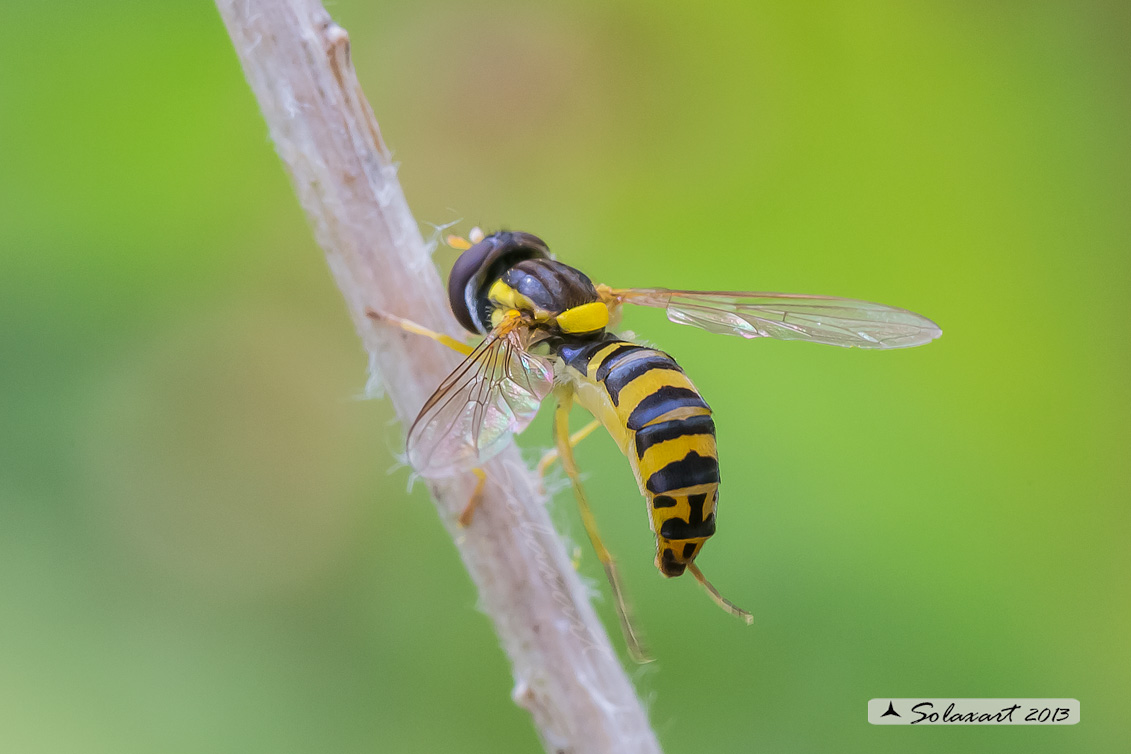 Syrphidae  -  Sphaerophoria scripta  -  (femmina)