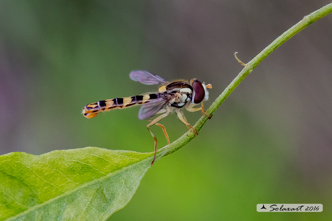 Syrphidae  -  Sphaerophoria scripta  -  (maschio)