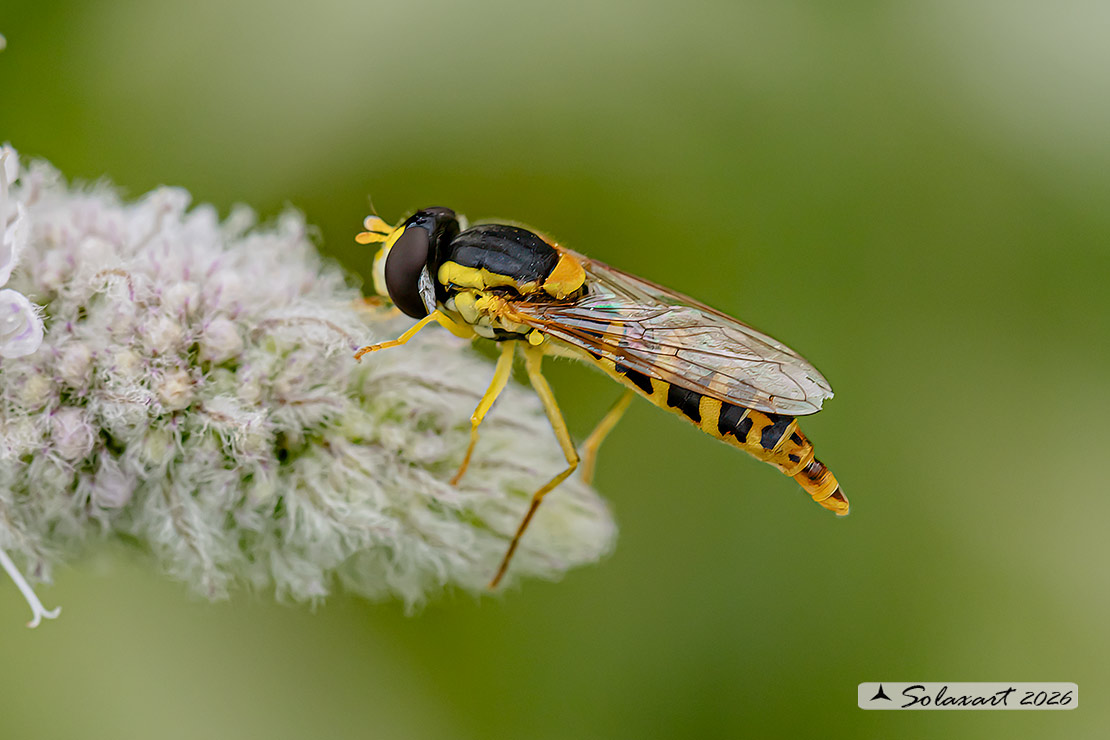 Syrphidae - Sphaerophoria scripta (female)