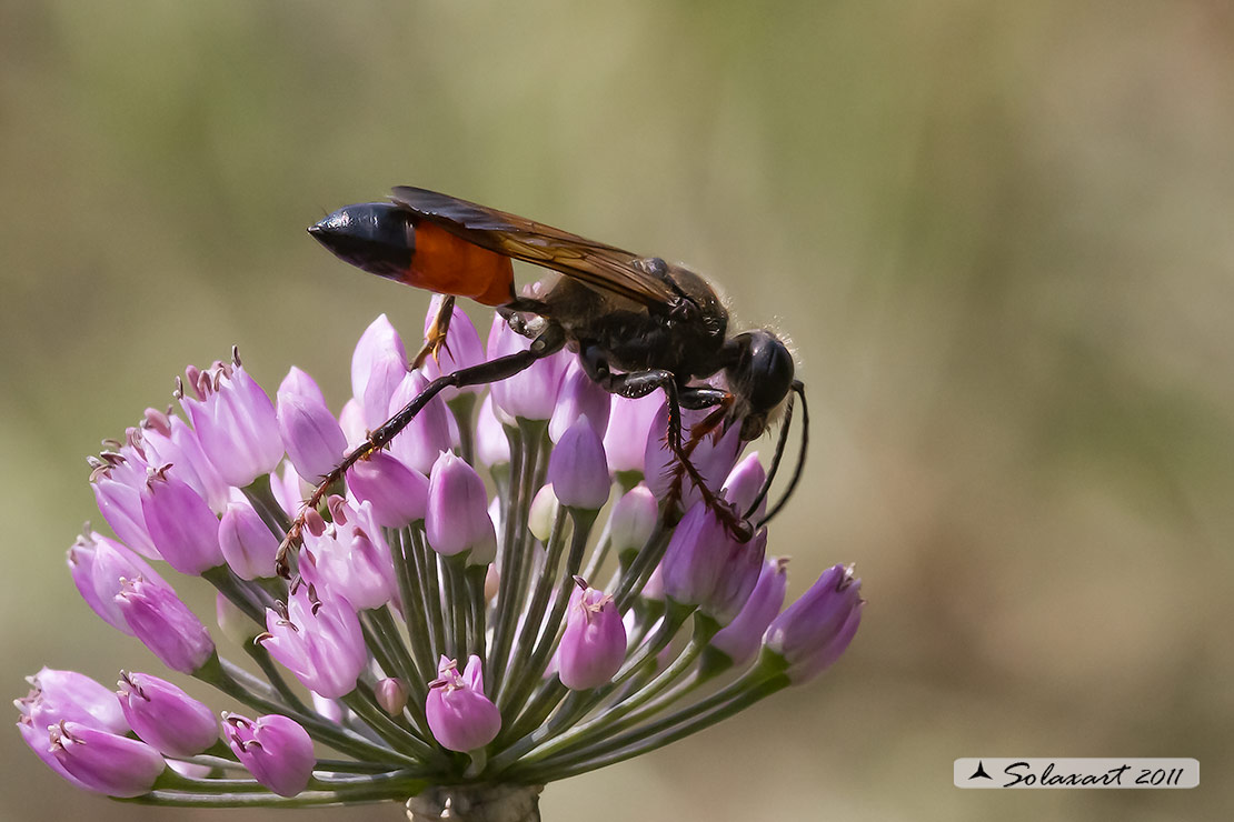 Sphex funerarius  - vespa scavatrice - Golden digger wasp