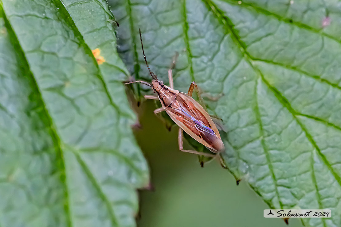 Stenodema holsata