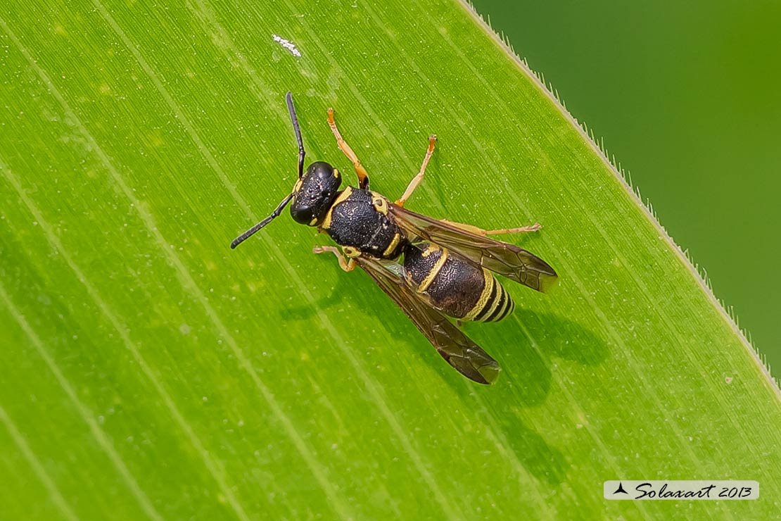 Stenodynerus microstictus - Potter wasp