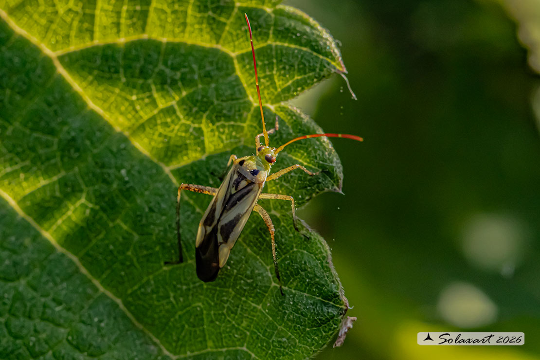 Stenotus binotatus