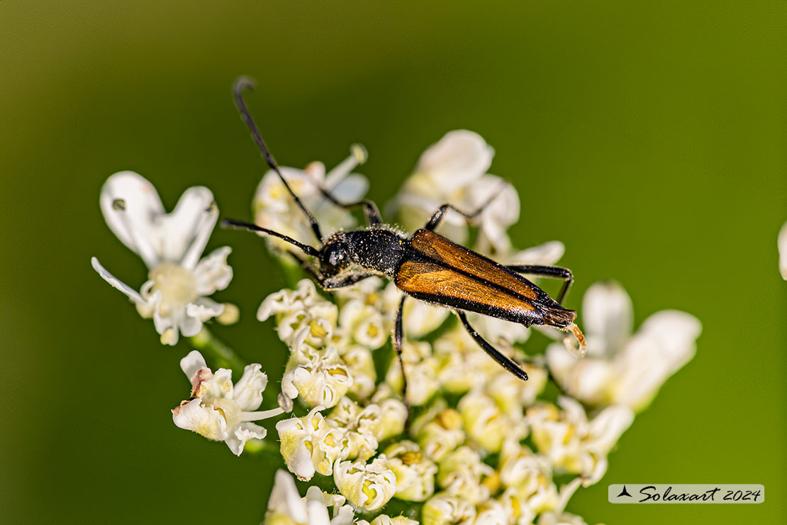 Stenurella melanura