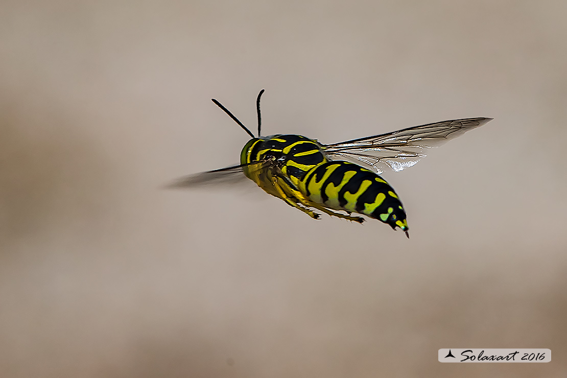 Stictia signata:  Avispa de Arena  (macho)