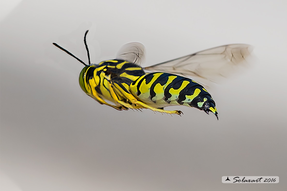 Stictia signata:  Avispa de Arena  (macho)