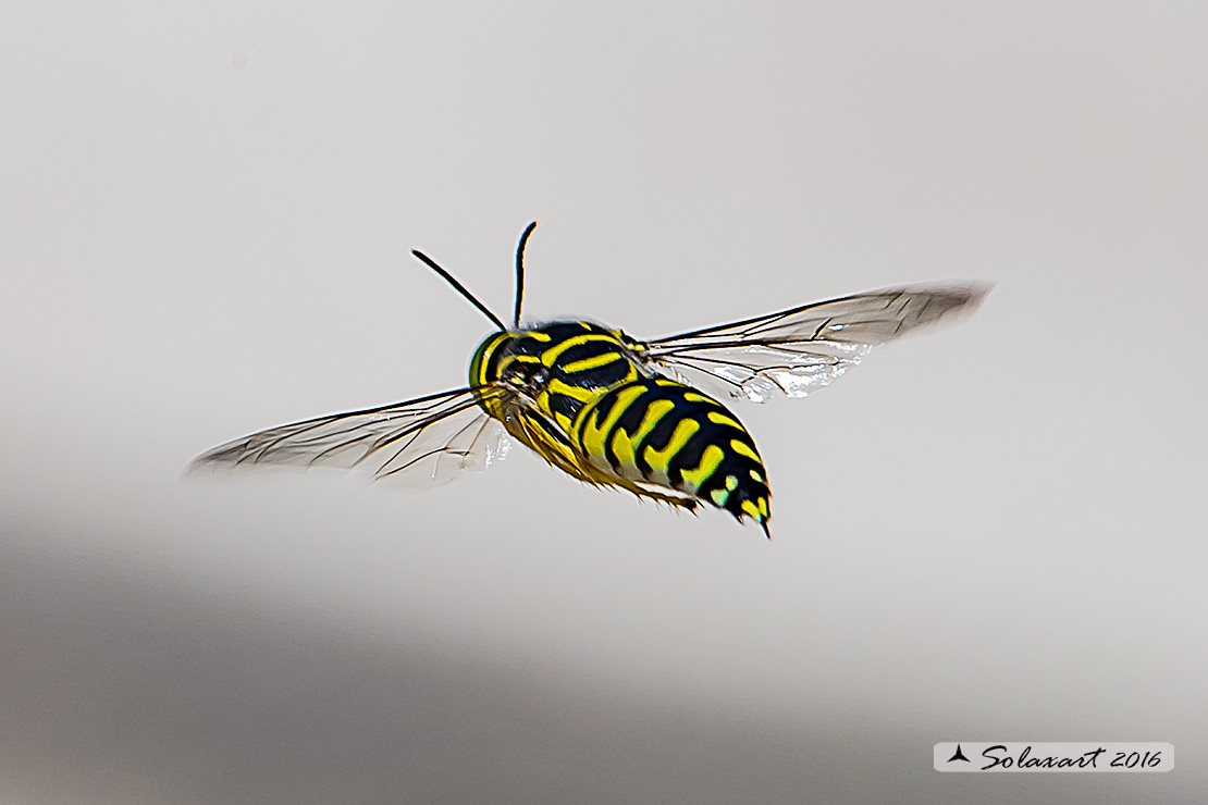 Stictia signata:  Avispa de Arena  (macho)
