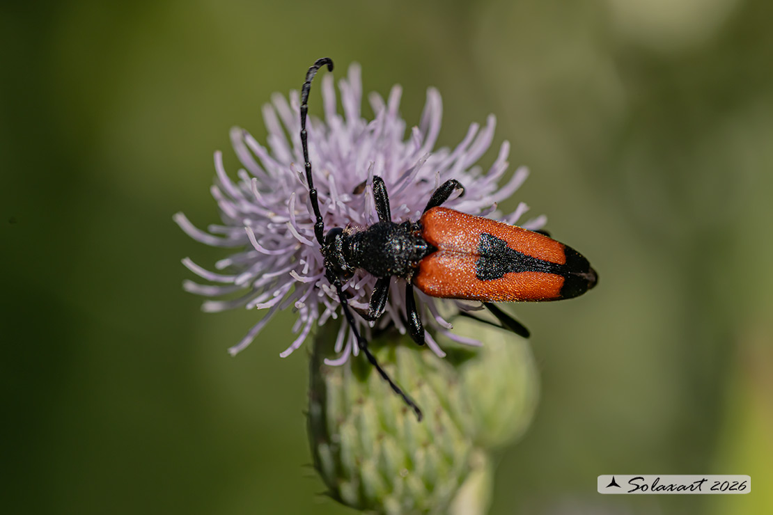 Stictoleptura cordigera - a Longhorn Beetle