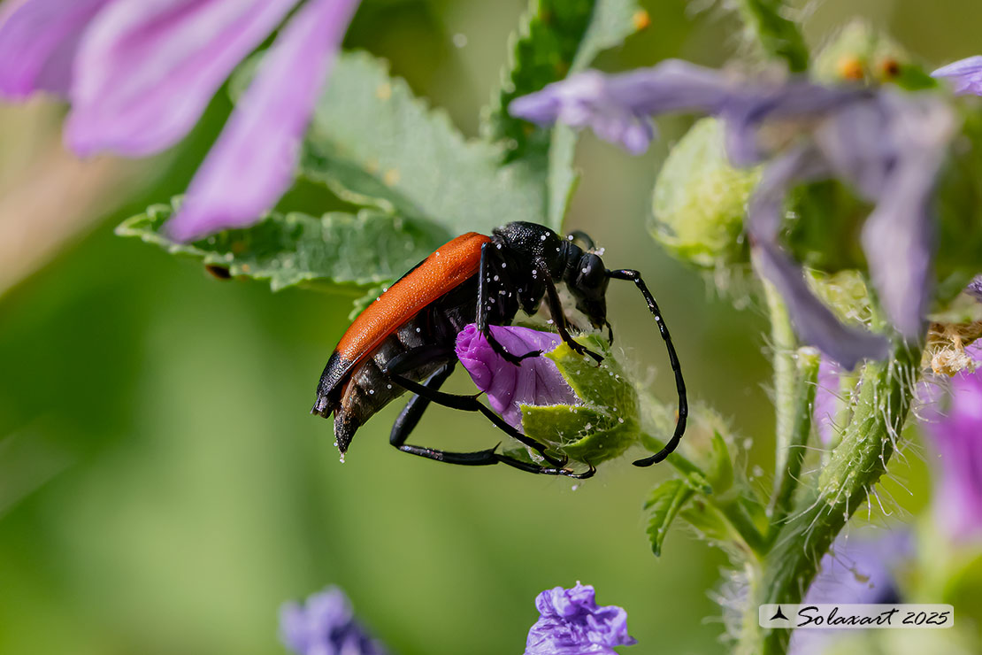 Stictoleptura cordigera - a Longhorn Beetle