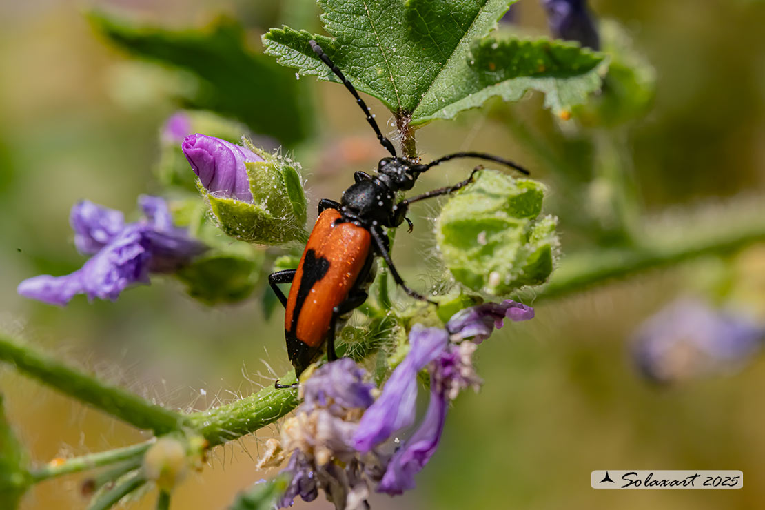 Stictoleptura cordigera - a Longhorn Beetle