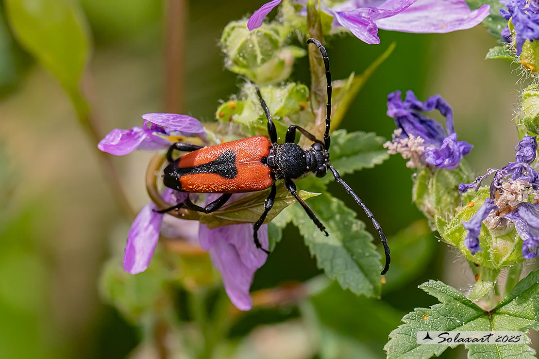 Stictoleptura cordigera - a Longhorn Beetle