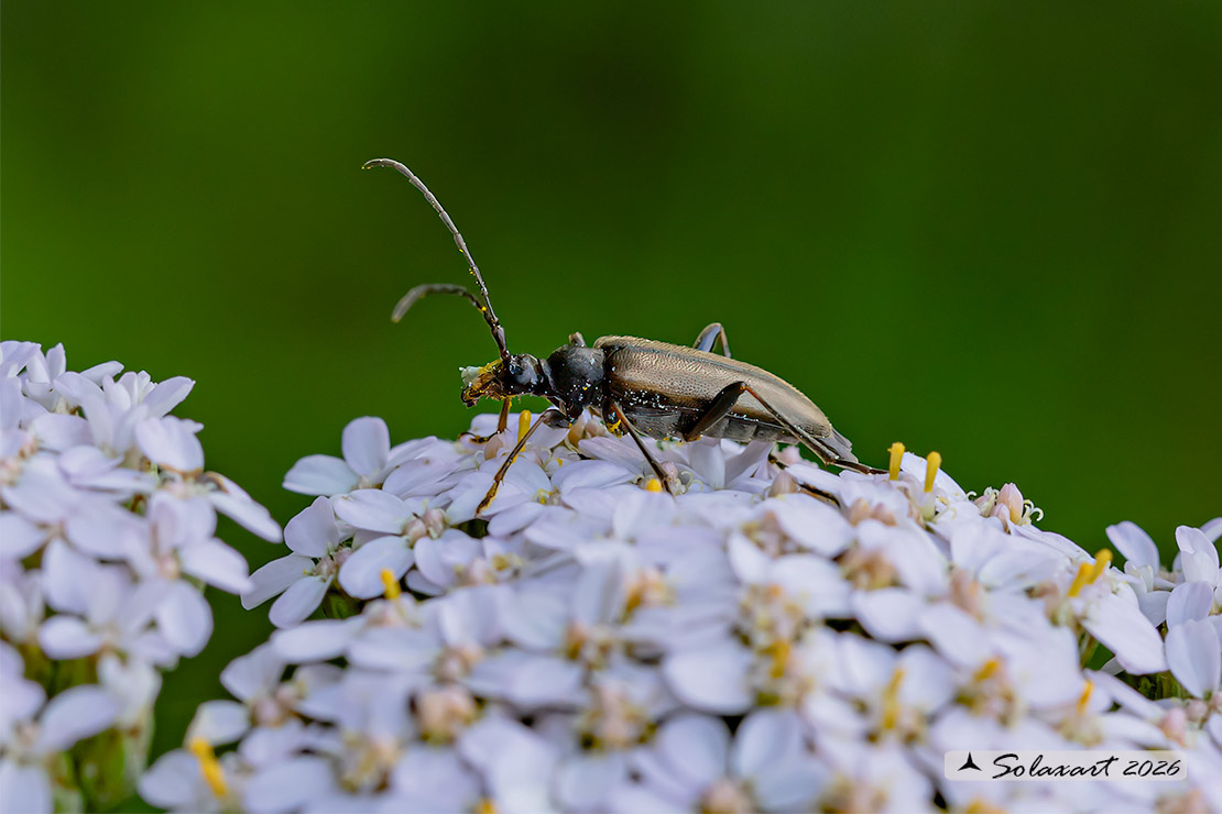 Stictoleptura rubra - Red-brown Longhorn Beetle