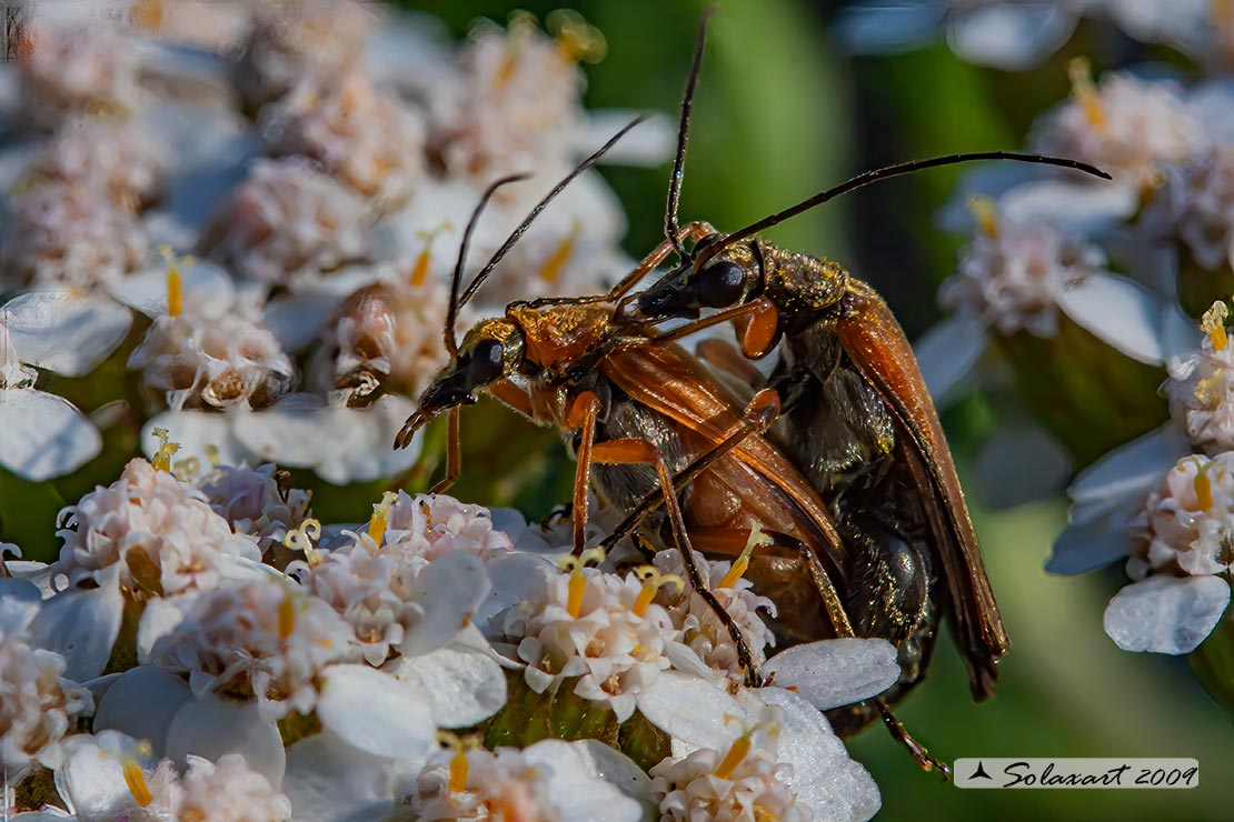Stictoleptura rubra - Red-brown Longhorn Beetle