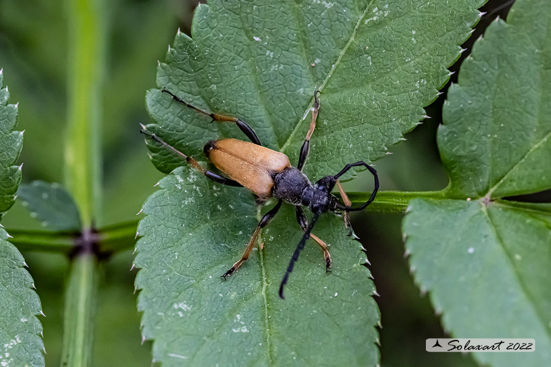 Stictoleptura rubra - Red-brown Longhorn Beetle