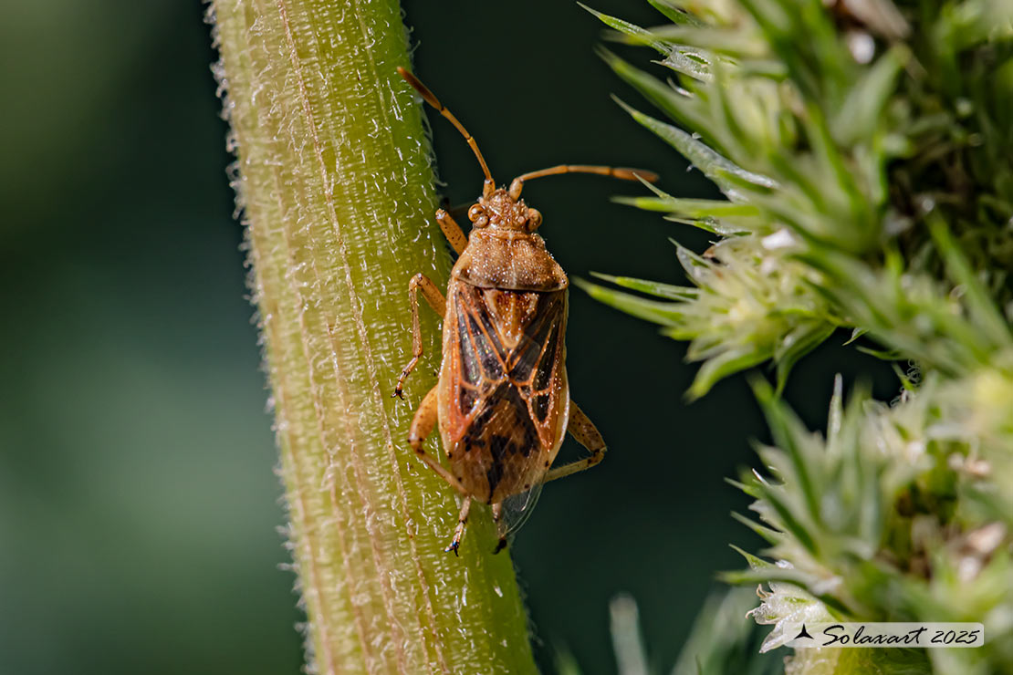 Stictopleurus abutilon