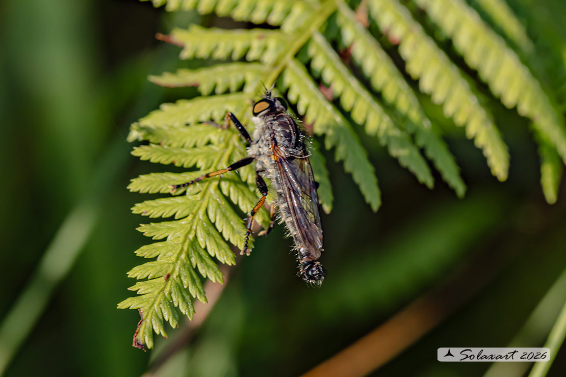Stilpnogaster aemula