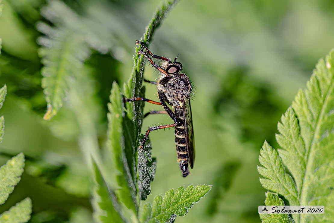 Stilpnogaster aemula