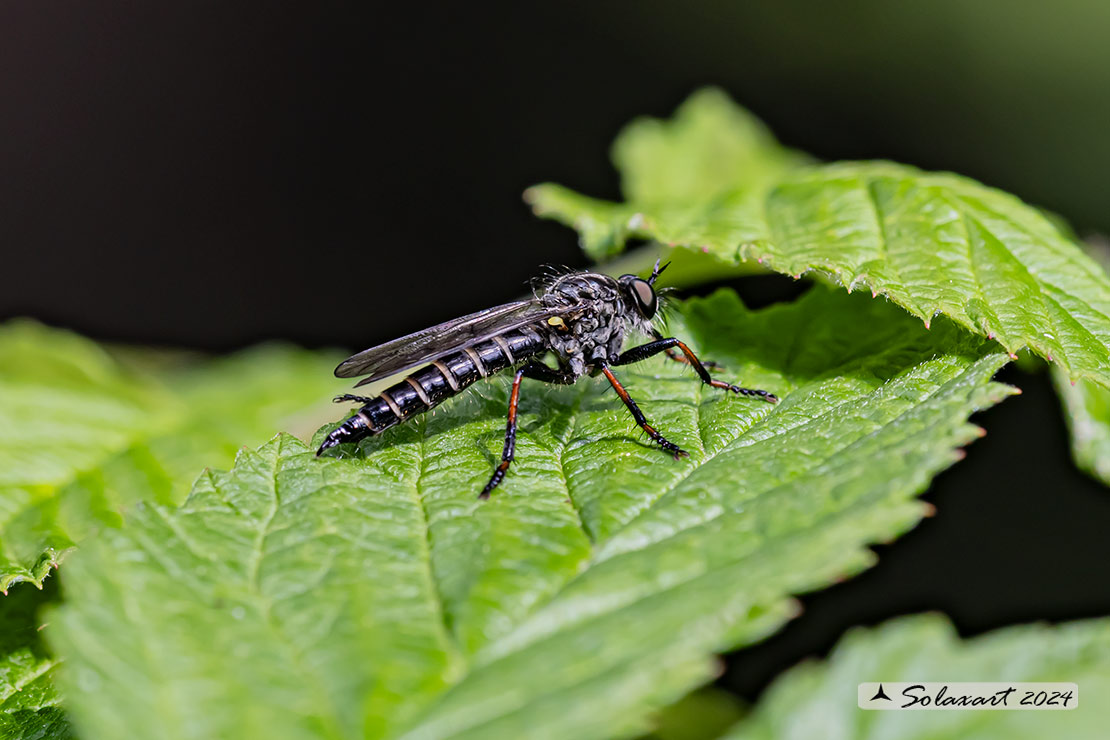 Stilpnogaster aemula
