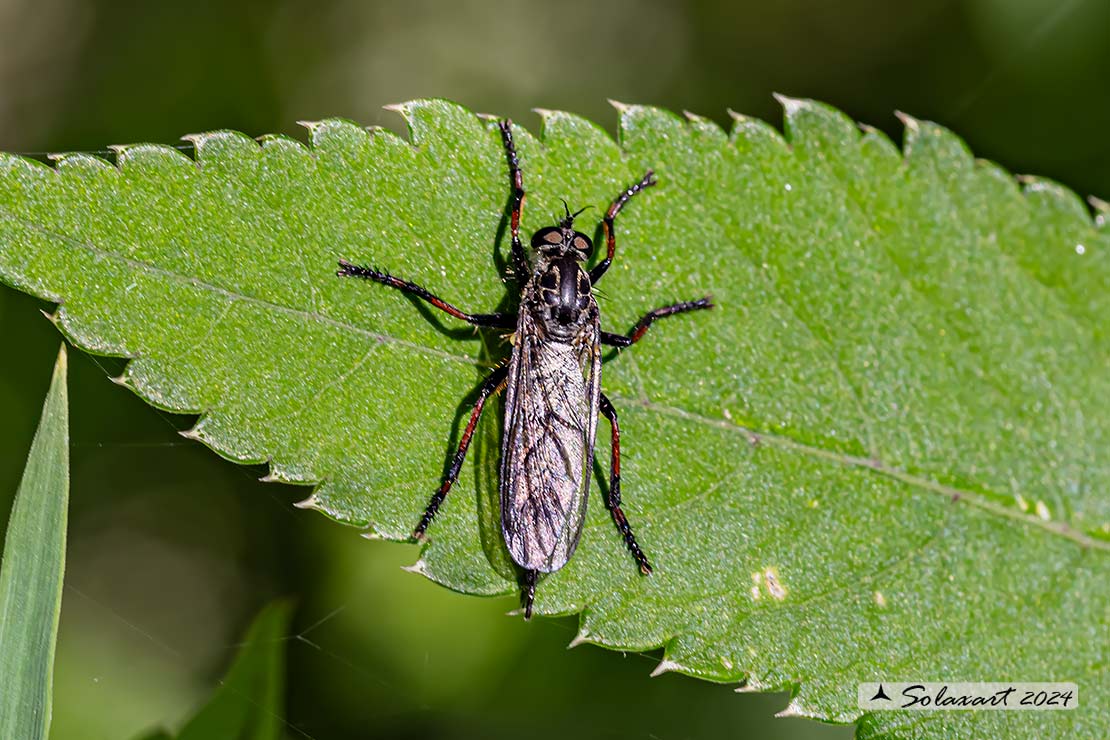 Stilpnogaster aemula