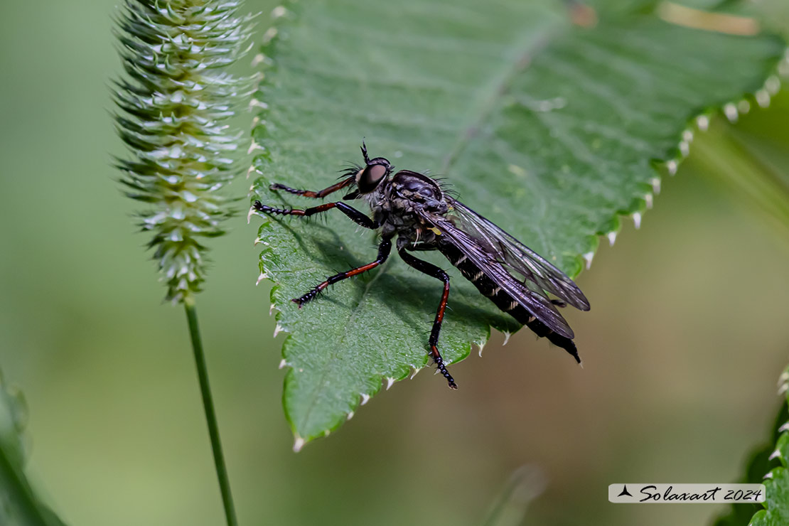 Stilpnogaster aemula