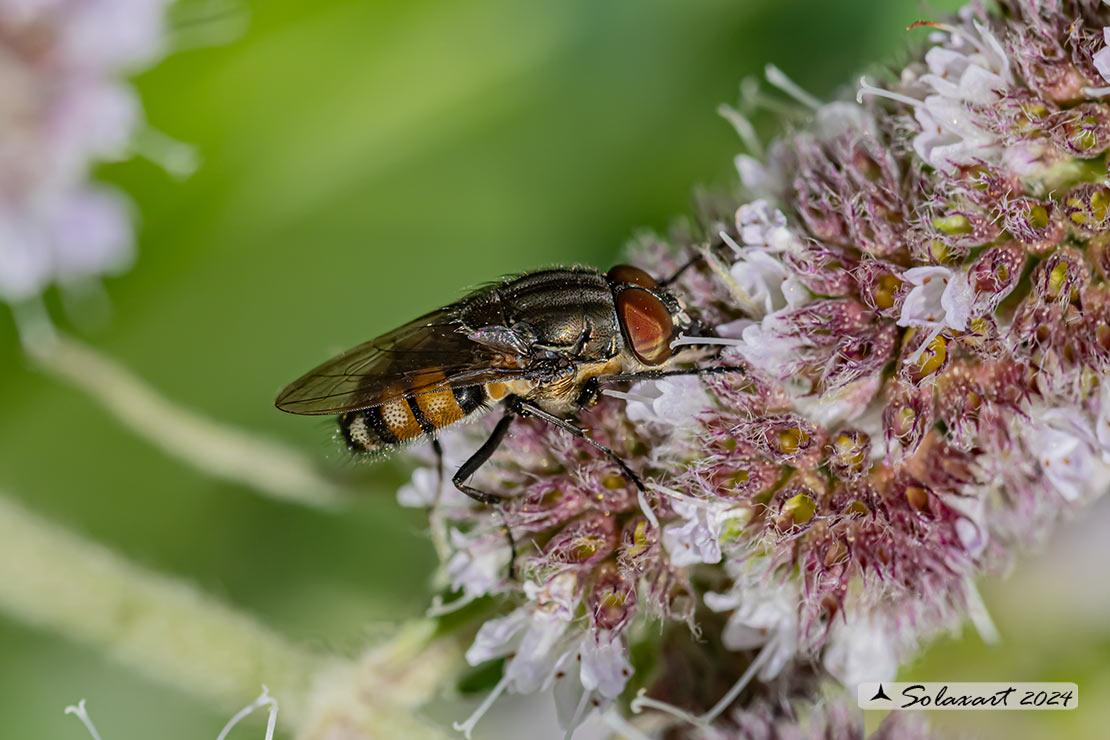 Stomorrina lunata