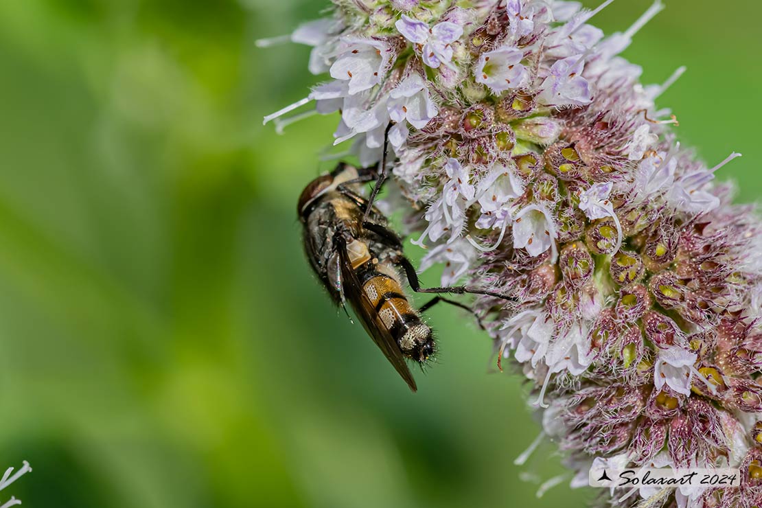 Stomorrina lunata