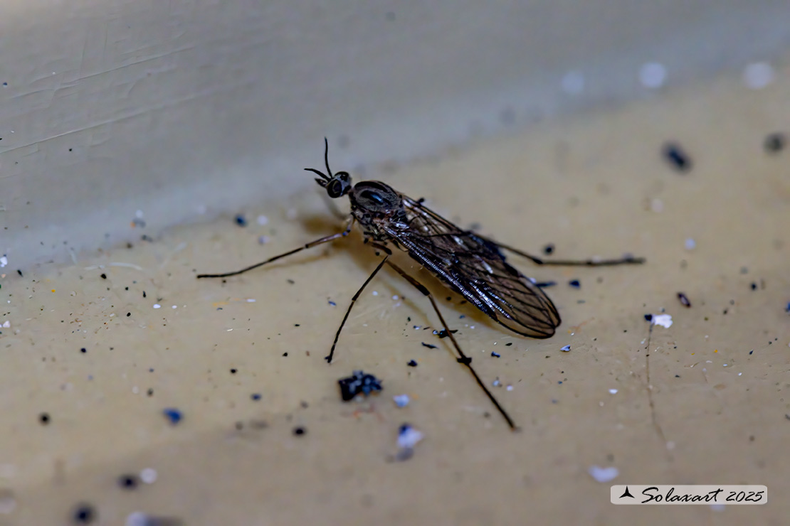 Sylvicola fenestralis