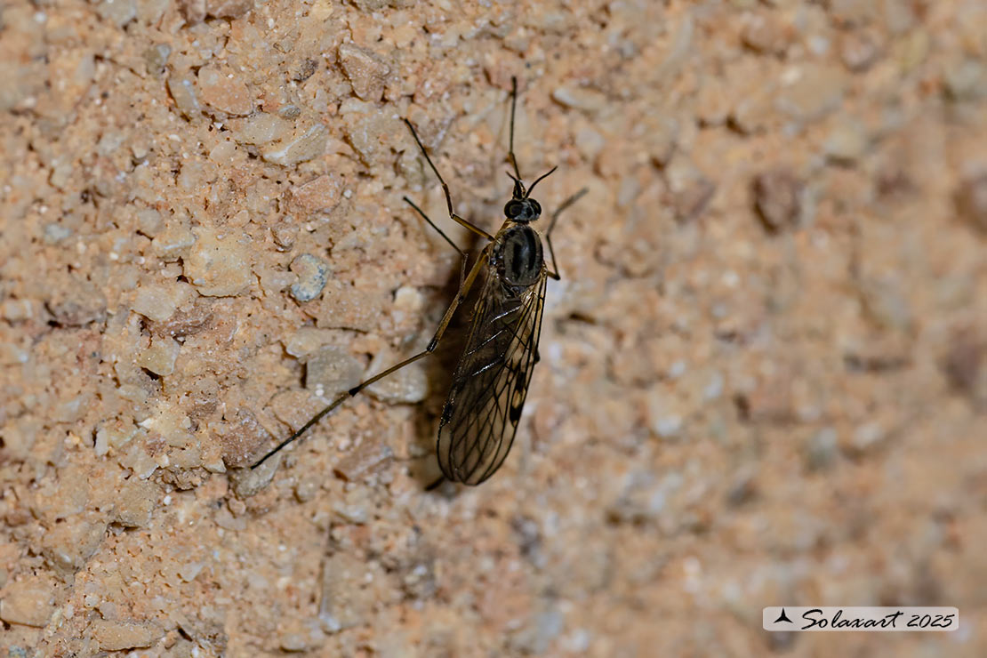 Sylvicola fenestralis