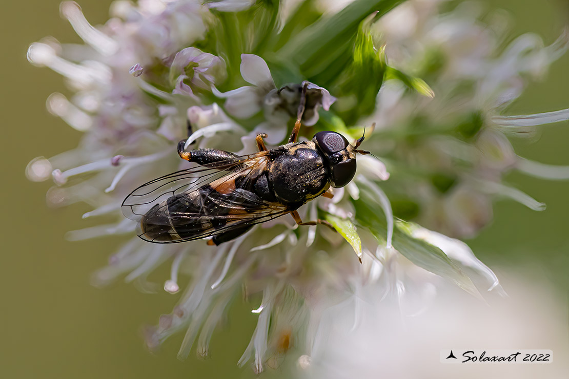 Syritta pipiens