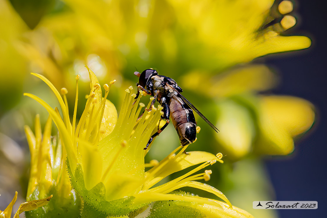 Syritta pipiens