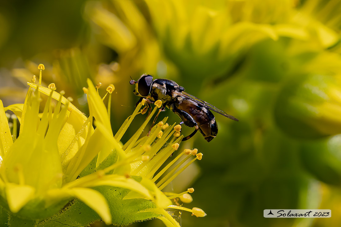 Syritta pipiens