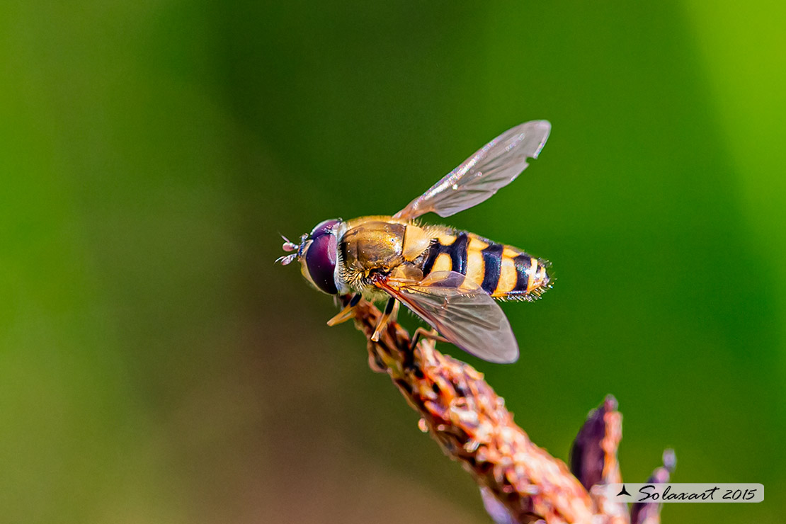 Syrphus ribesii (maschio)