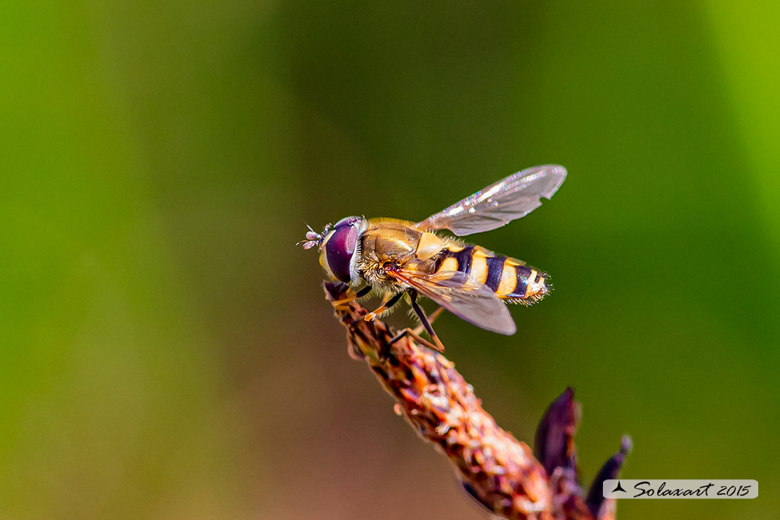 Syrphus ribesii (maschio)
