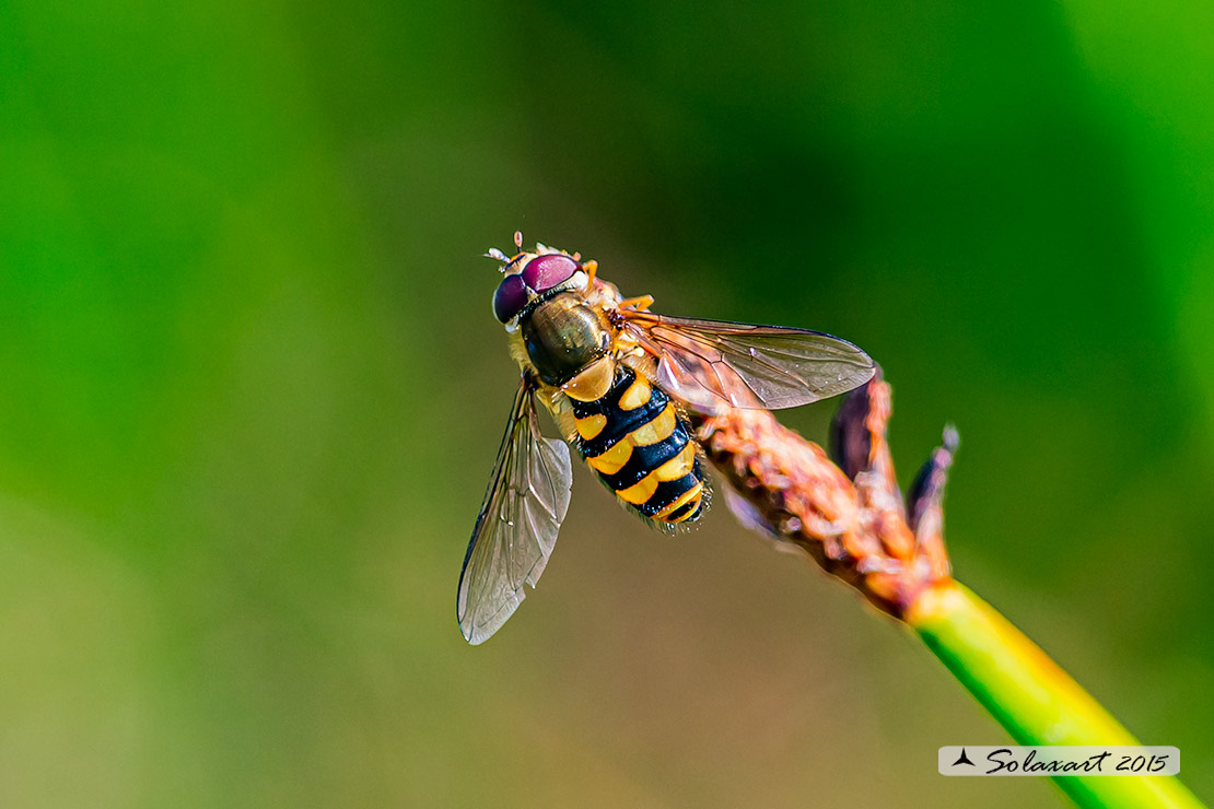 Syrphus ribesii (maschio)
