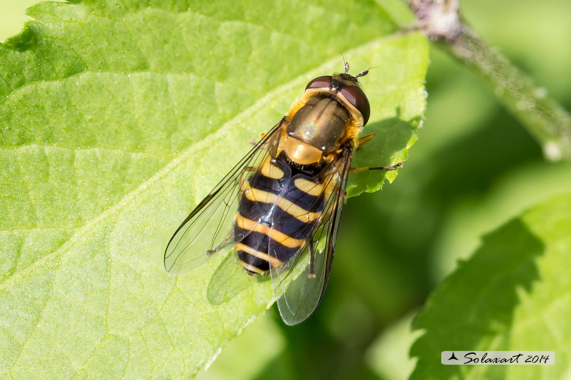 Syrphus ribesii - Sirfide - Common Banded Hoverfly