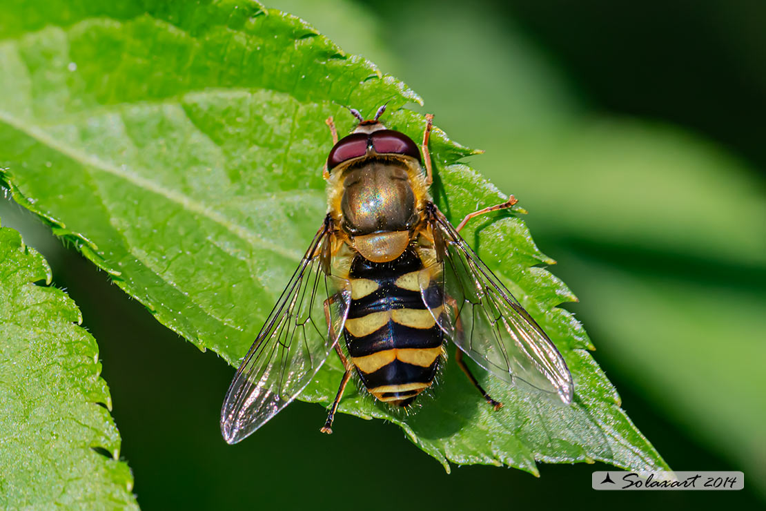 Syrphus ribesii - Sirfide - Common Banded Hoverfly