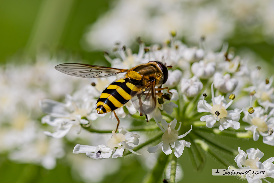 Syrphus ribesii - Sirfide - Common Banded Hoverfly