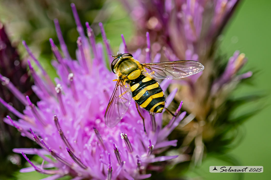 Syrphus ribesii - Sirfide - Common Banded Hoverfly