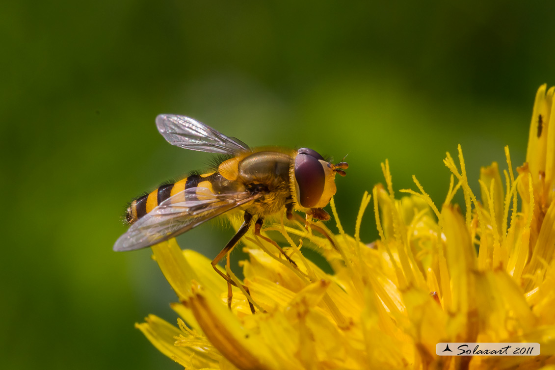 Syrphus torvus