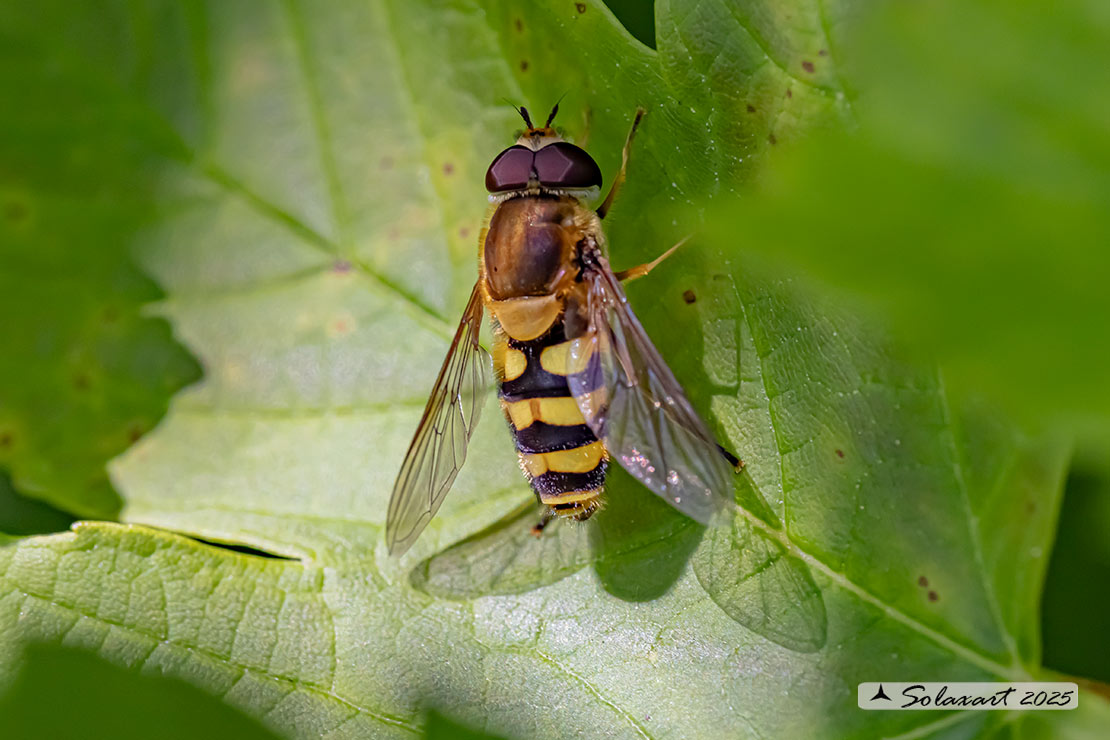 Syrphus vitripennis 