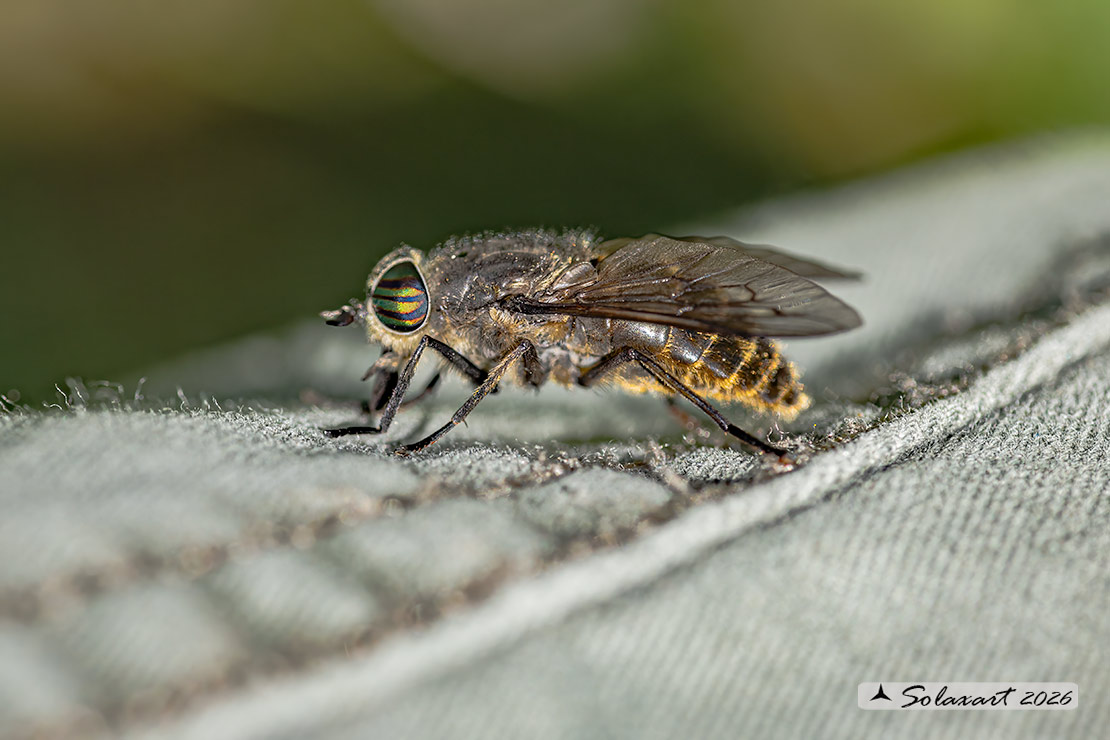 Tabanus glaucopis Femmina in ovodeposizione