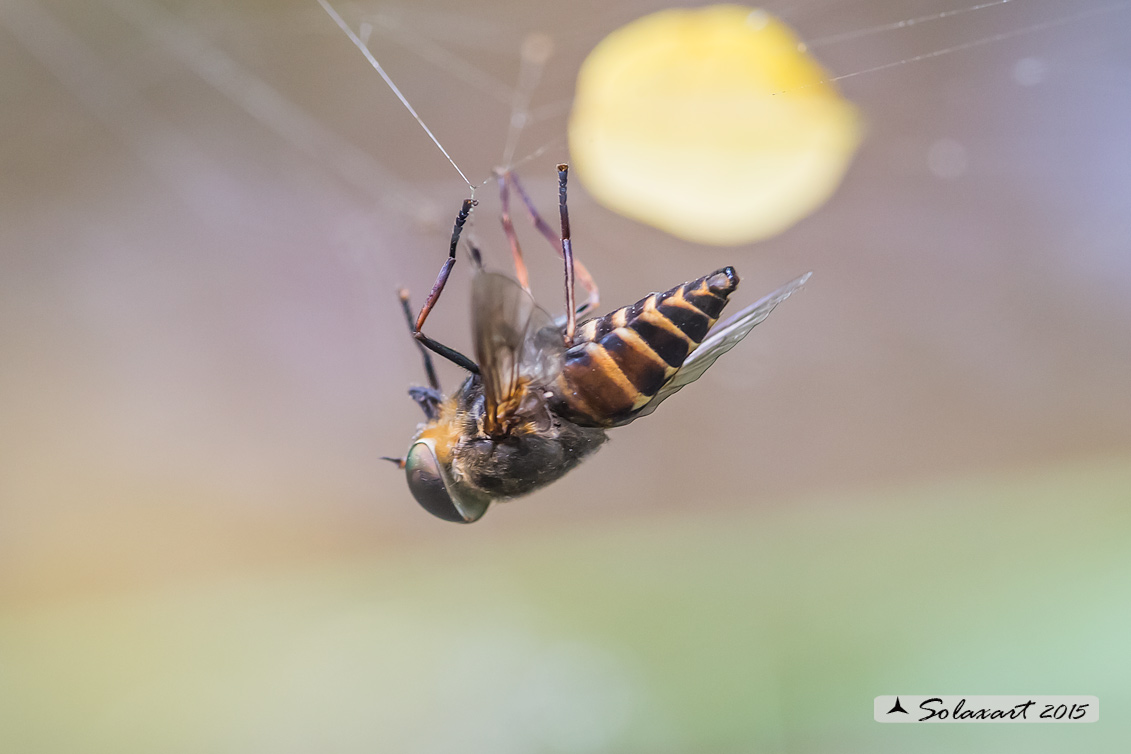 Tabanus sudeticus: Mosca cavallina (maschio) - Dark giant horsefly (male)